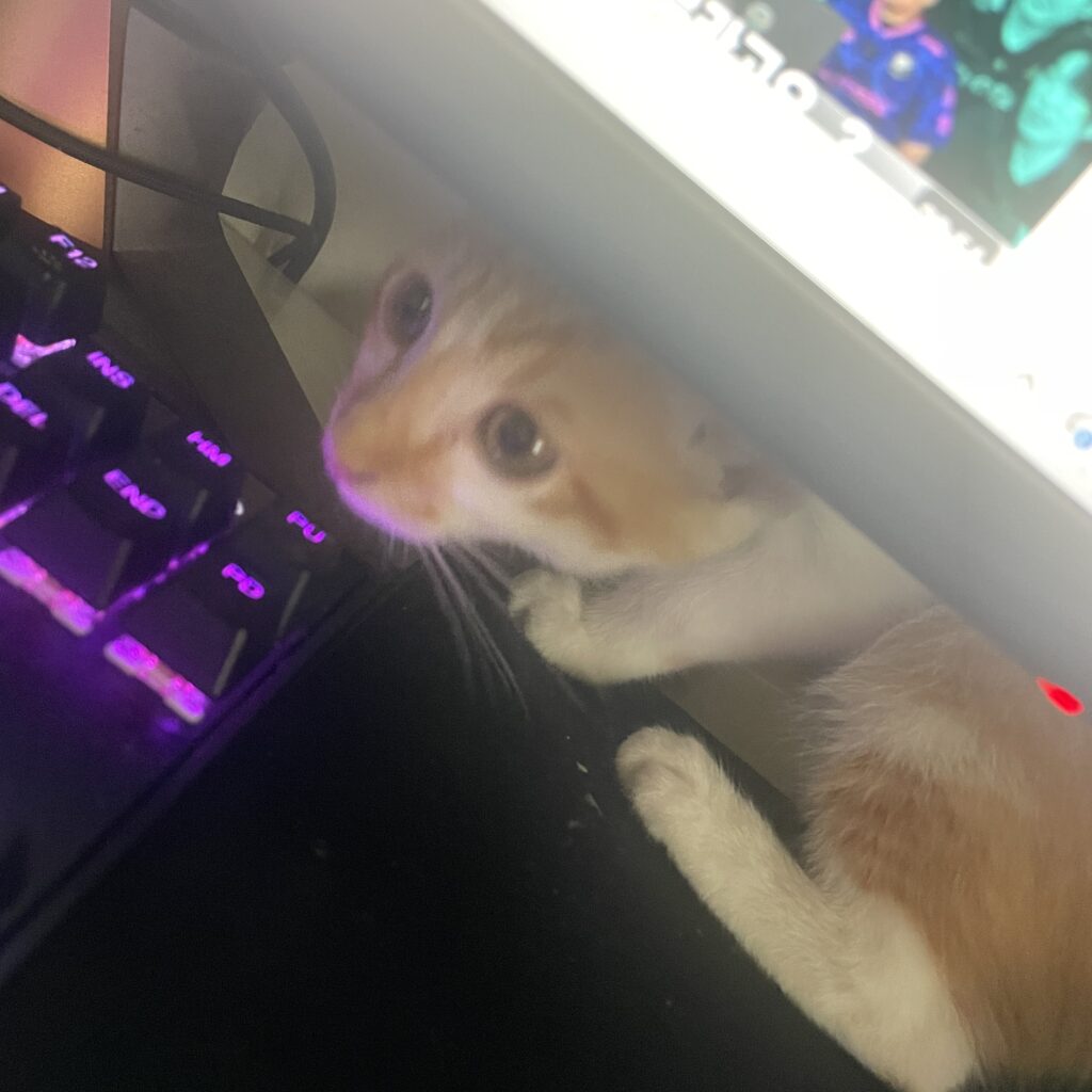 새로운 가족의 품에서 행복한 하루를 보내고 있는 버터 🐱 보호동물 - 경기보육센터 포유앤유 강아지·고양이 보호소