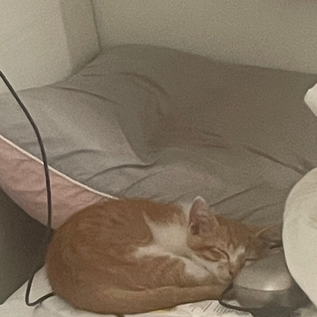 🧡 이제는 가족 품이 제일 편한 곳, 라떼의 입양 후기 🐱 보호동물 - 경기보육센터 포유앤유 강아지·고양이 보호소