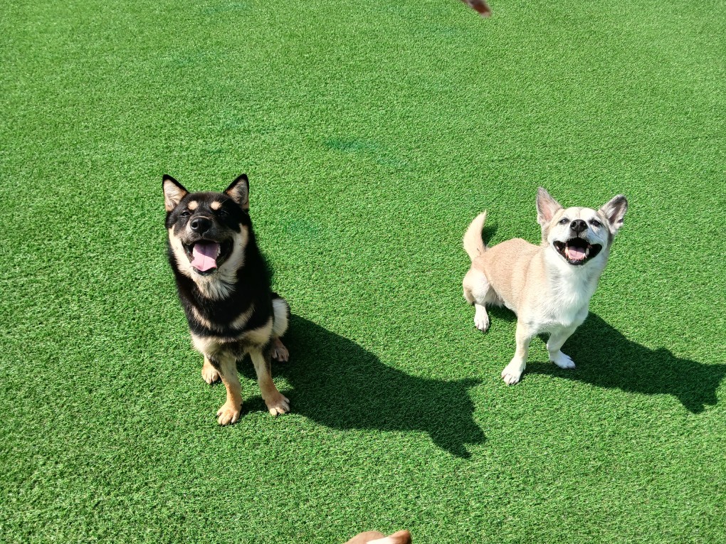 맑은 하늘 아래, 아이들의 가장 행복한 시간 ☀️🐾 보호동물 - 경기보육센터 포유앤유 강아지·고양이 보호소