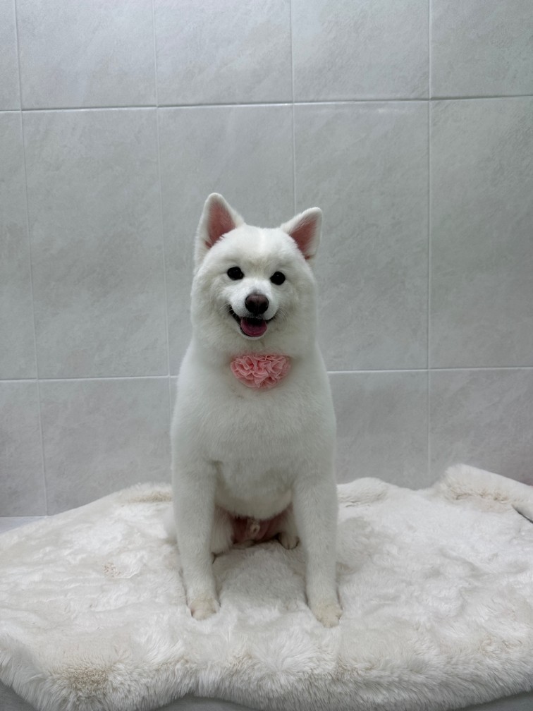 "금동이" 강아지 책임분양❤️ 스피츠 보호동물 - 경기보육센터 포유앤유 강아지·고양이 보호소