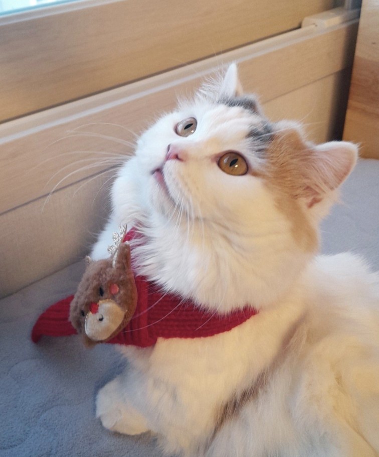 "리즈" 고양이 책임분양❤️ 먼치킨 나폴레옹 보호동물 - 경기보육센터 포유앤유 강아지·고양이 보호소