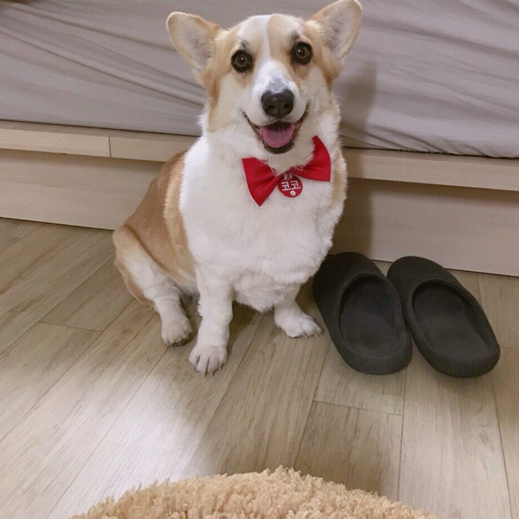 '코코'강아지 책임분양❤️ 웰시코기 보호동물 - 전남광주센터 포유앤유 강아지·고양이 보호소