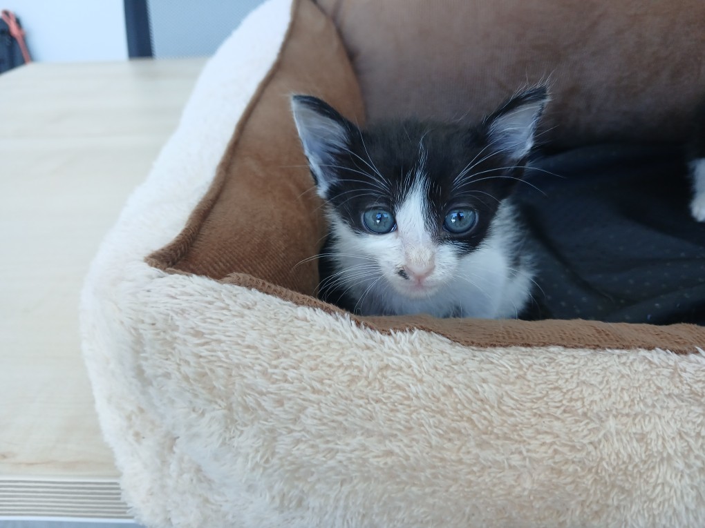 "콩이" 고양이 책임분양❤️ 코리안숏헤어 보호동물 - 경기보육센터 포유앤유 강아지·고양이 보호소