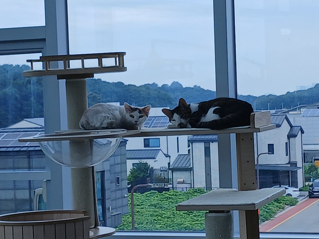 고양이 룸에서 보내는 느긋한 하루 🐱☀️ 보호동물 - 경기보육센터 포유앤유 강아지·고양이 보호소