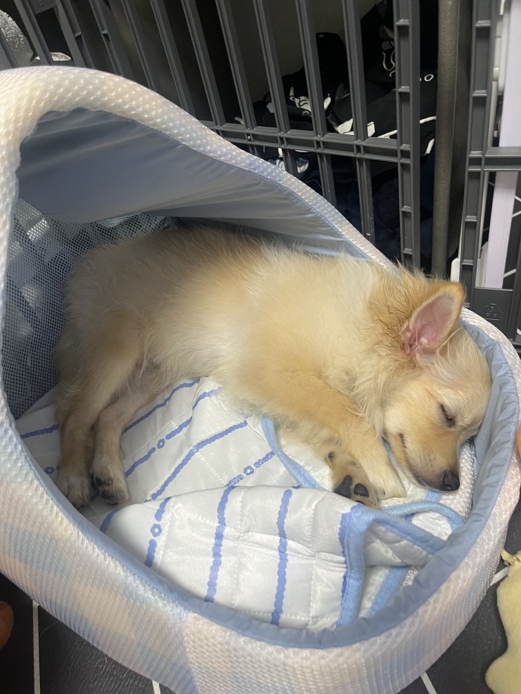 마우 폼치 보호동물 - 경기보육센터 포유앤유 강아지·고양이 보호소