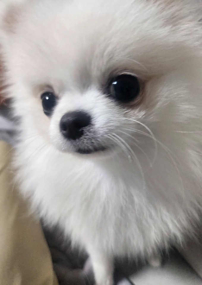 우유 포메라니안 보호동물 - 경기보육센터 포유앤유 강아지·고양이 보호소