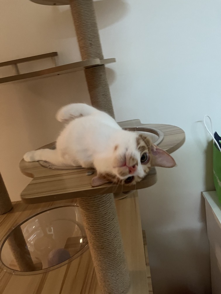 째리 코리안숏헤어 보호동물 - 경기보육센터 포유앤유 강아지·고양이 보호소