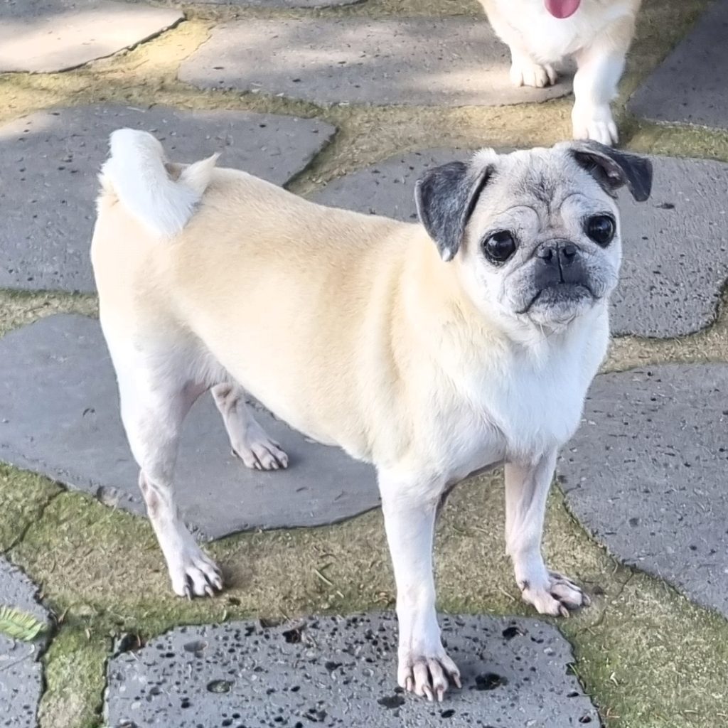 복덩이 퍼그 보호동물 - 전남광주센터 포유앤유 강아지·고양이 보호소