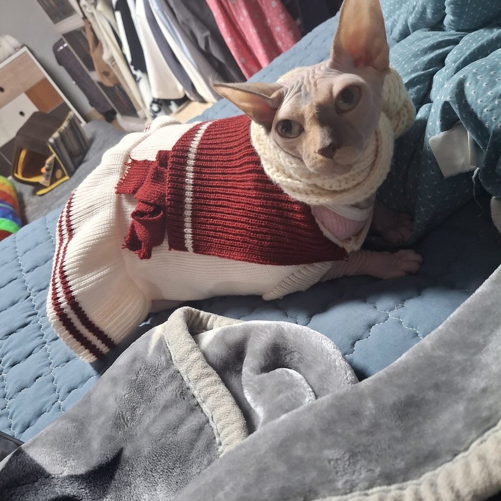 스핑크스 스핑크스 보호동물 - 전남광주센터 포유앤유 강아지·고양이 보호소