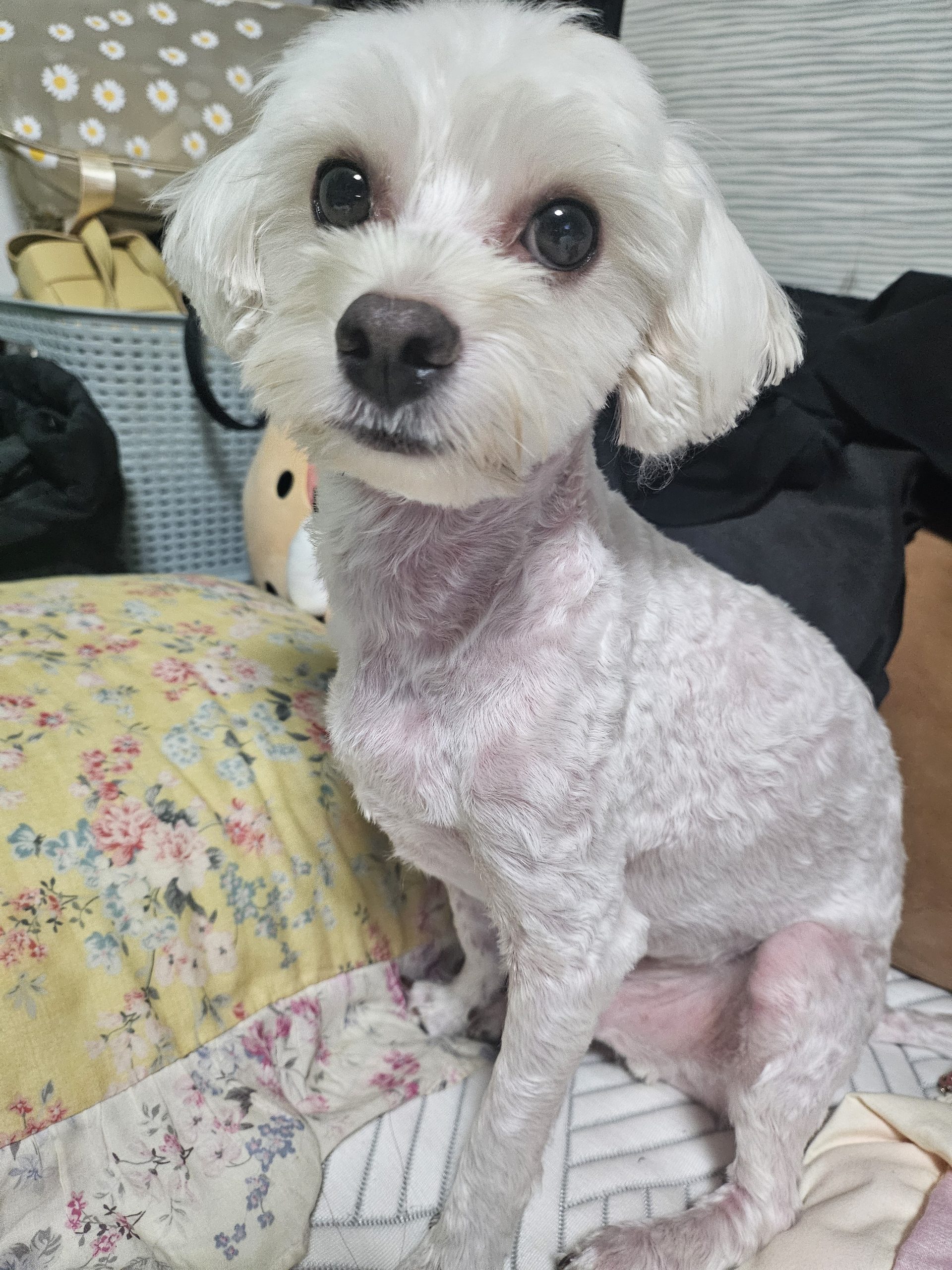 몽돌이 말티푸 보호동물 - 전남광주센터 포유앤유 강아지·고양이 보호소